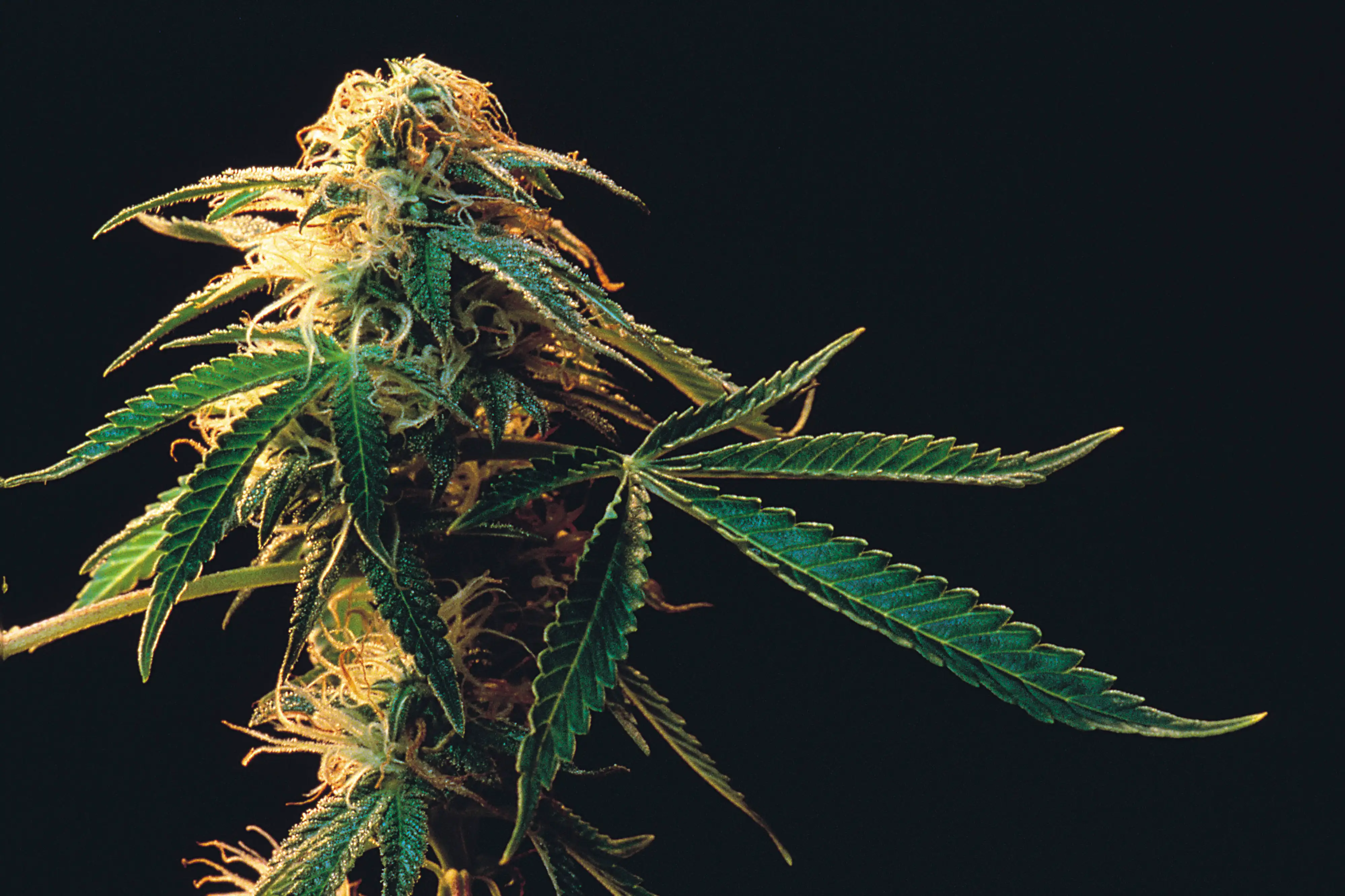 Close-up of a frosty cannabis flower bud