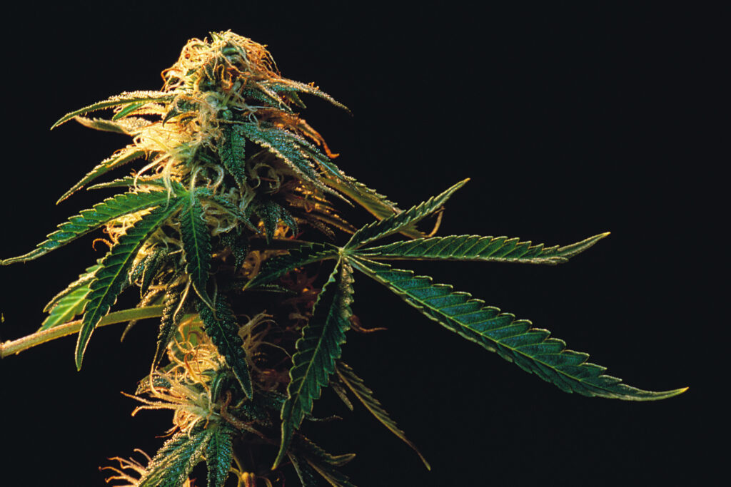 Cannabis flower strains at Denver dispensary Sticky Fingerz